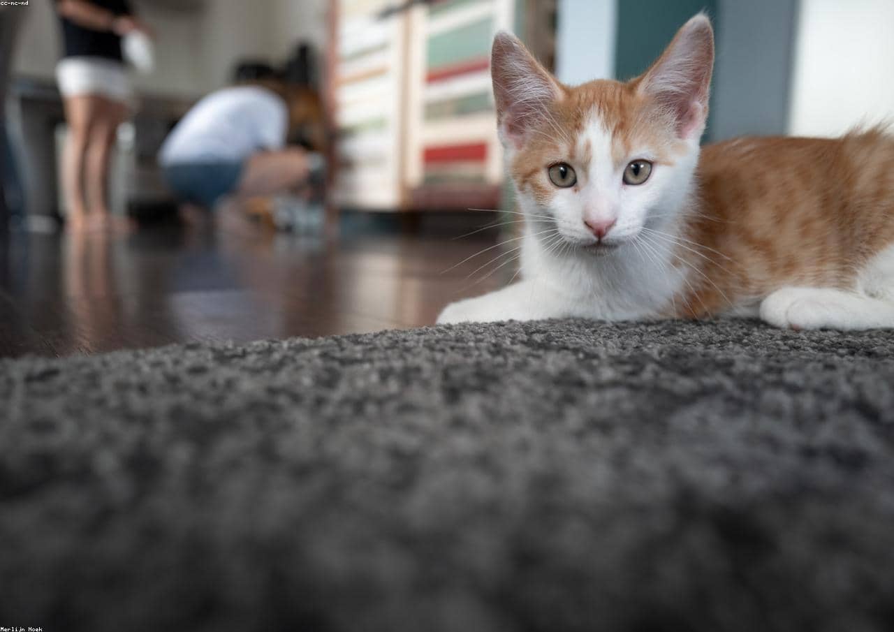 Test St8 for CI